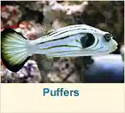 Puffers