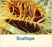 Scallops