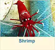 Shrimp