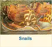 Snails