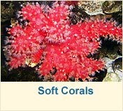 Soft Corals