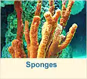 Sponges