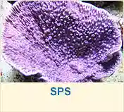 SPS