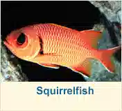 Squirrelfish