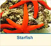 Starfish