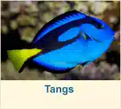 Tangs