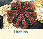 Urchins