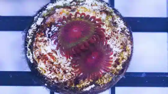 Zoanthid Krakatoa 