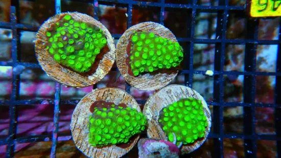 Cyphastrea Neon Green