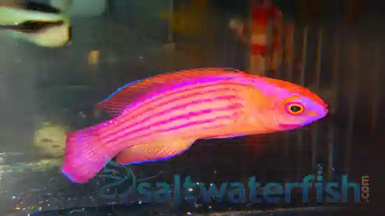 Earles Fairy Wrasse Male 