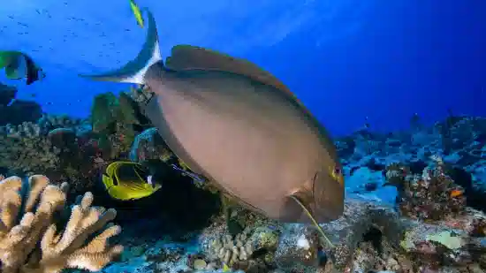 Ring Tail Tang - Indo Pacific