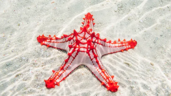 African Red Knob (Red Tip) Starfish