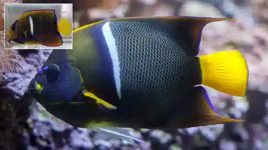 Passer Angelfish