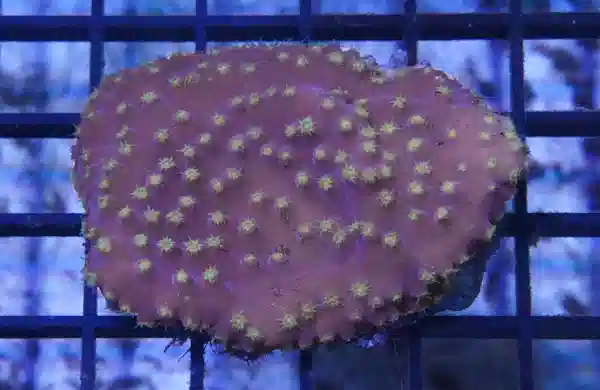 Cup Coral: Small Polyp Yellow  - Aquacultured