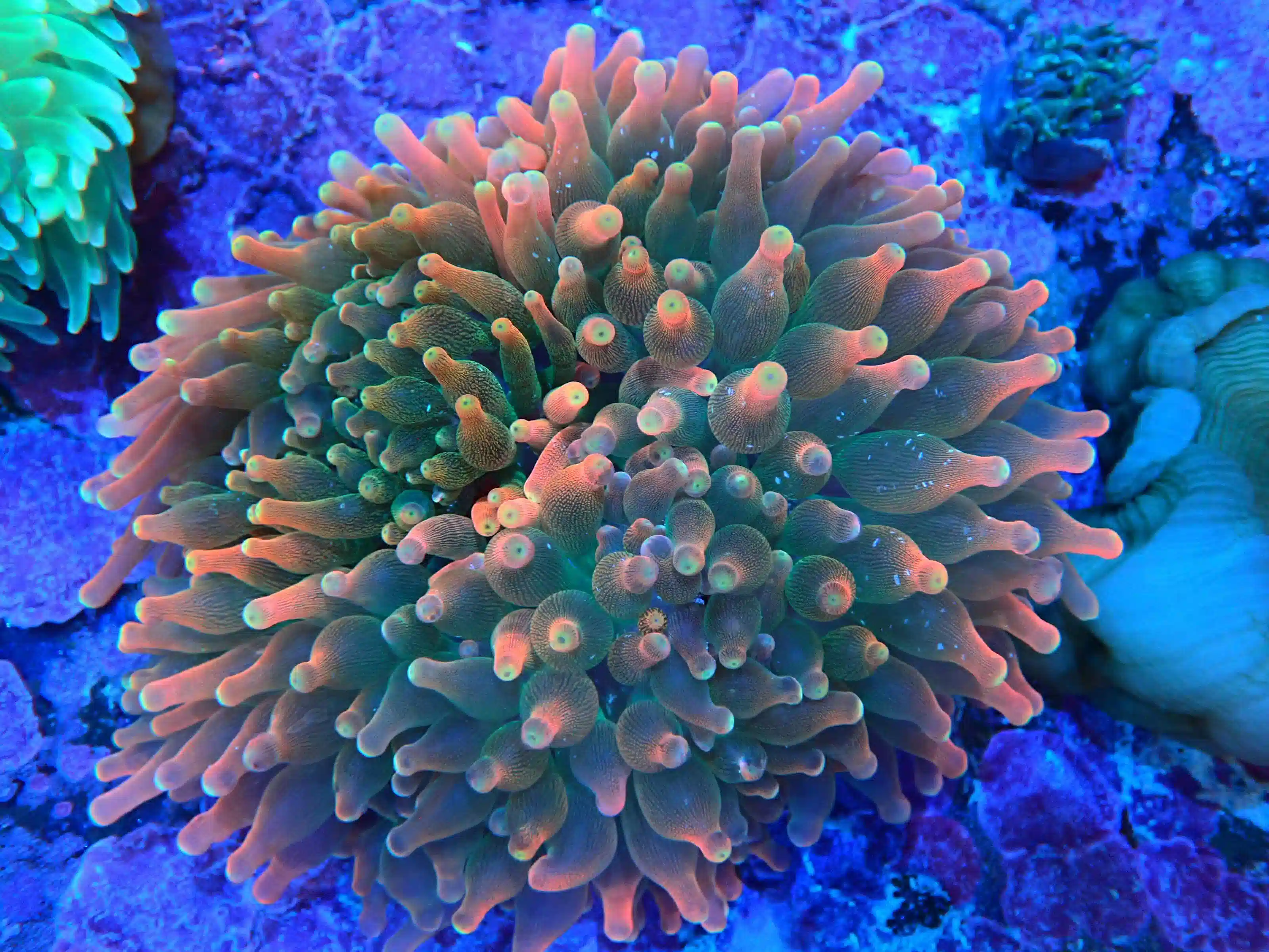 Bubble Tip Anemone: "Watermelon" Green with Ultra Tips - Australia