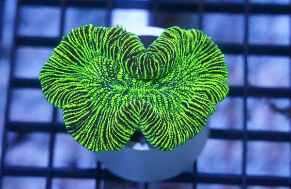 Brain Coral: Metallic Green - Australia