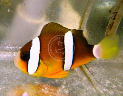 ORA Clarkii Clownfish Captive-Bred
