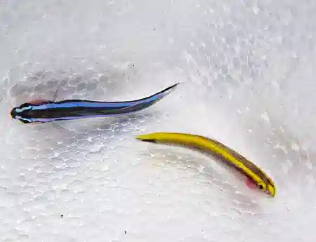 ORA Cleaner Goby DUO - Blue Neon & Yellow Line