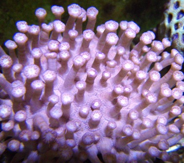 Goniopora - Purple Frag