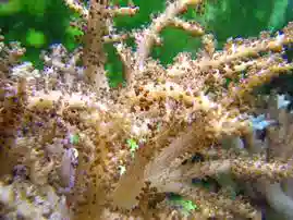 Colt Soft Coral