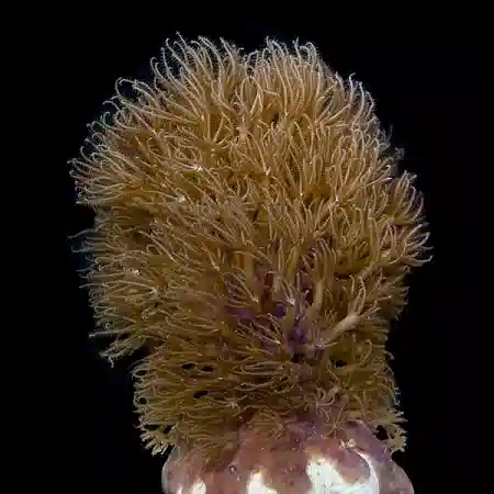 AQUA-GORGONIAN Corky Sea Finger