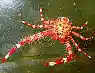 Crinoid Squat Lobster