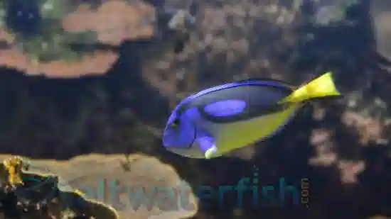 Blue Hippo Tang: Yellow Belly: Juvenile