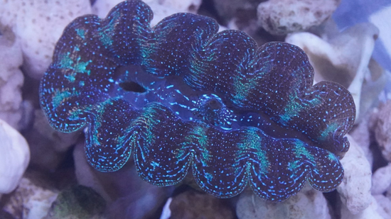 Crocea Clam: Ultra - Fiji - Aquacultured