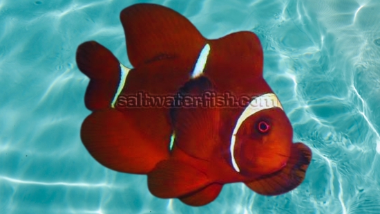 Gold Stripe Maroon Clownfish - Captive Bred