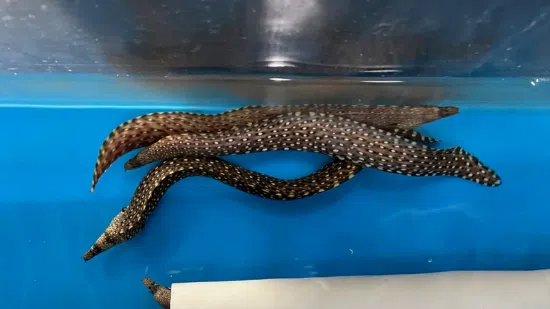 Jewel Moray Eel - East Pacific