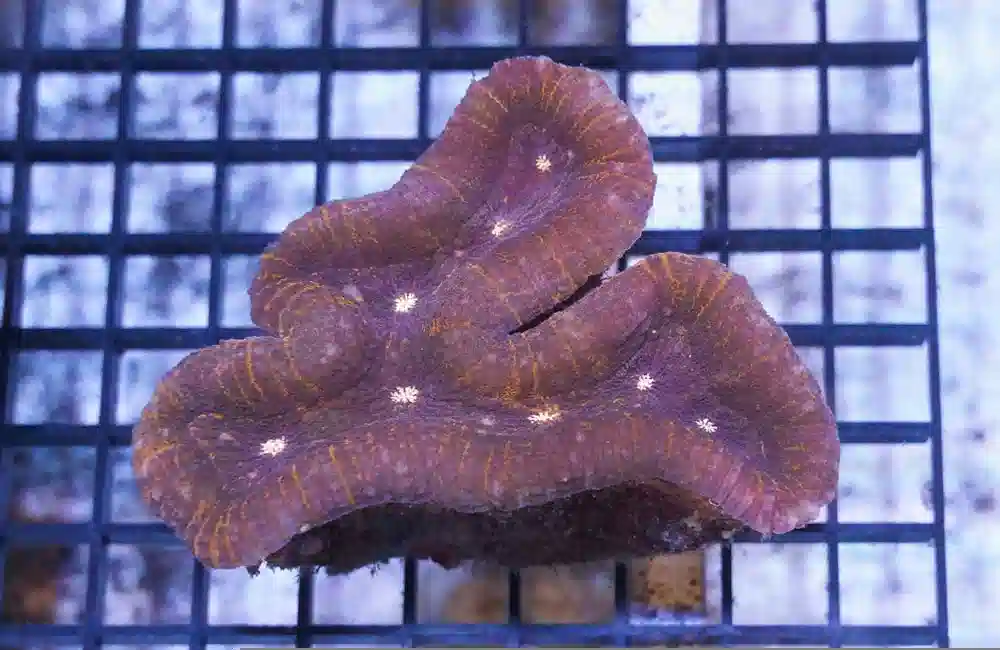 Lobophyllia Open Brain Coral: Ultra - South Pacific