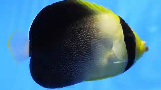 Grey Tail Angelfish