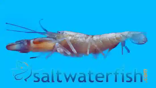 Pistol Shrimp Red Leg - Carribean - Save 20%