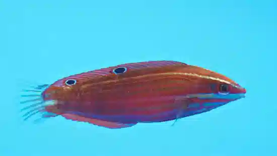 Red-Lined Wrasse