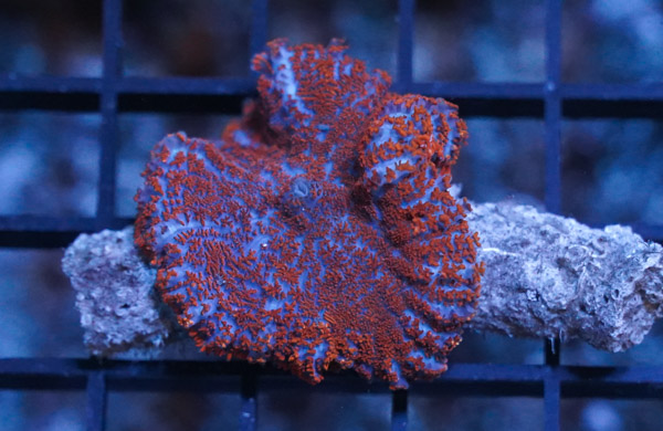 "Superman" Bullseye Mushroom Coral