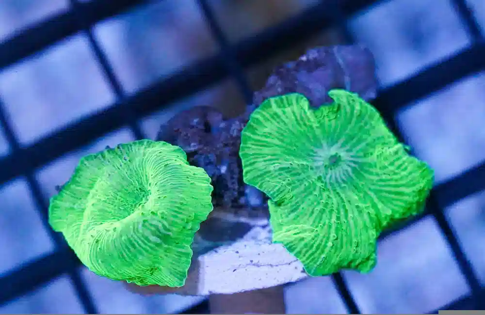 Mushroom Coral: "Aussie Green" - Australia