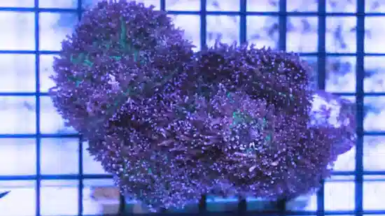 Mushroom Coral: Lavender Plum - Fiji
