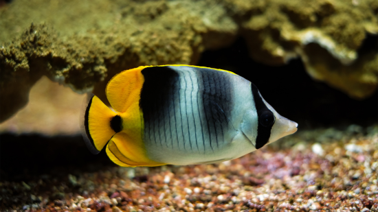 False Double Saddle Butterfly - Central Pacific
