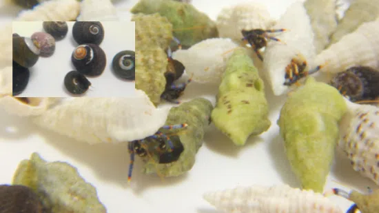 20 Dwarf Blue Leg Hermit Crabs + 20 Margarita Snails