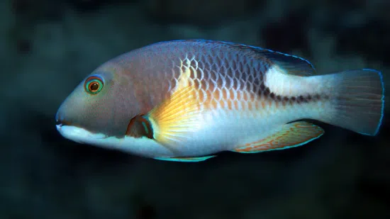 Orange Spotted Tuskfish