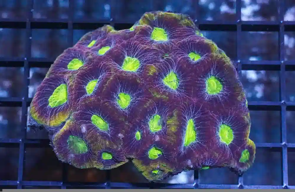 Brain Coral, Lobophyllia recta (Dana, 1846)