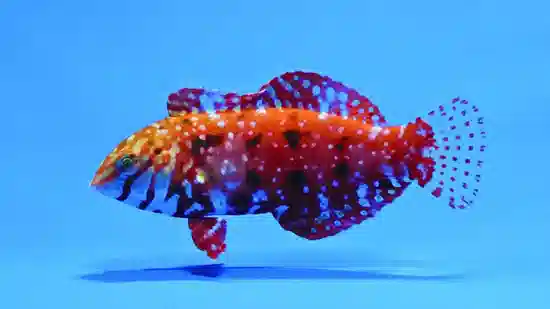 Jewelled Leopard Wrasse - Indian Ocean