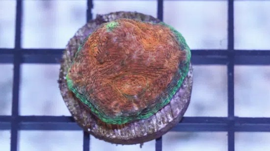 Acan Echinata: Orange w/ Red Eye - Australia Aquacultured