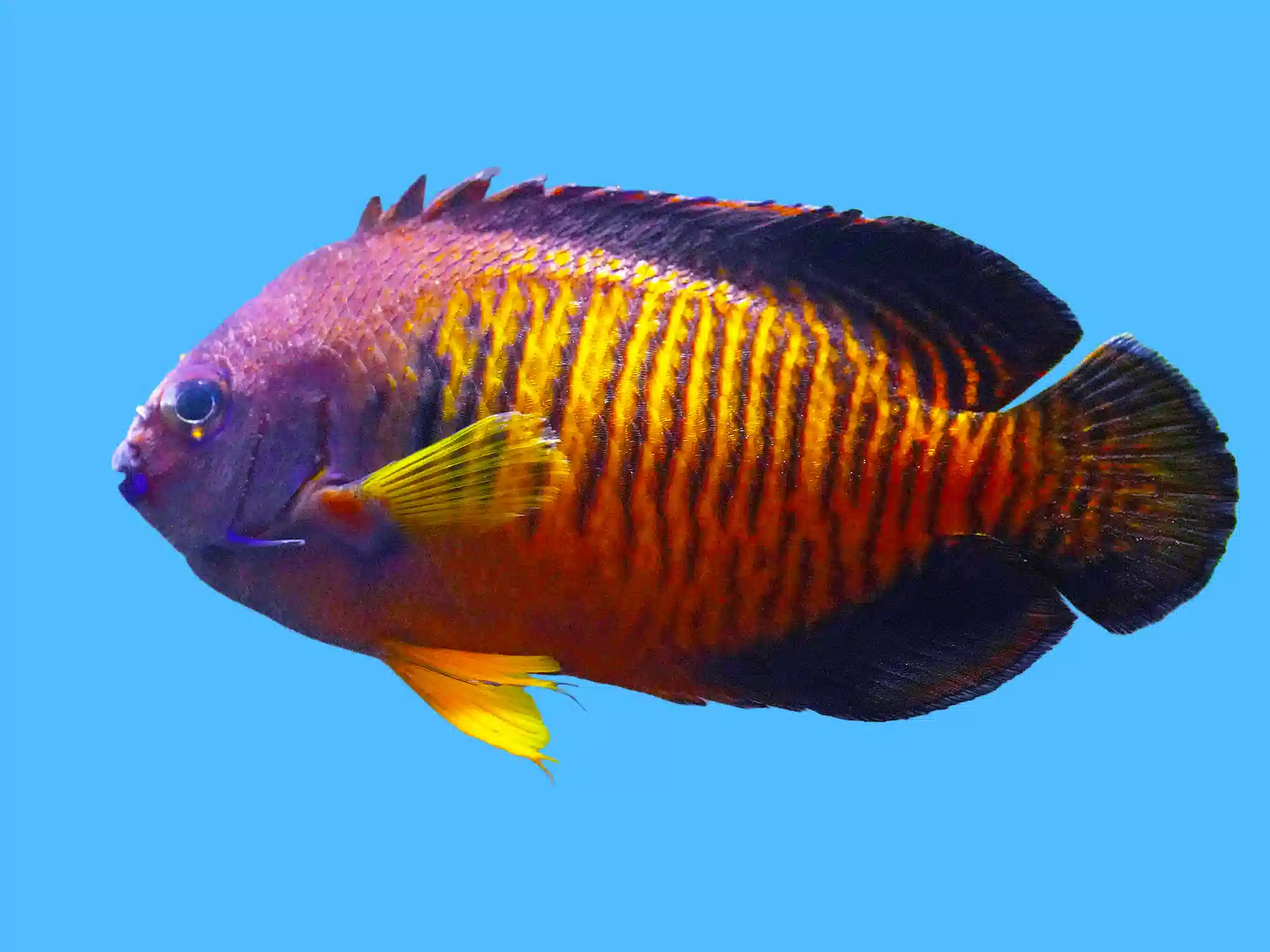 Coral Beauty Angelfish Tiger Tail