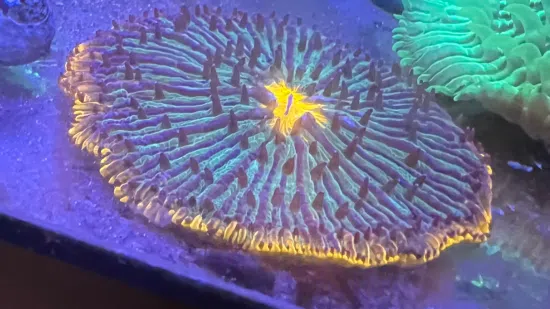 Fungia Plate Coral: UFO Green w/ Orange Rim - Indo Pacific