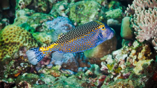 Blue Boxfish