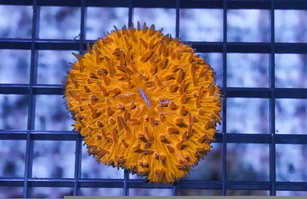 Fungia Plate Coral: Orange - Australia