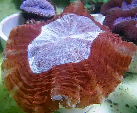 Doughnut Coral - Red