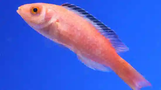 Marjorie Fairy Wrasse