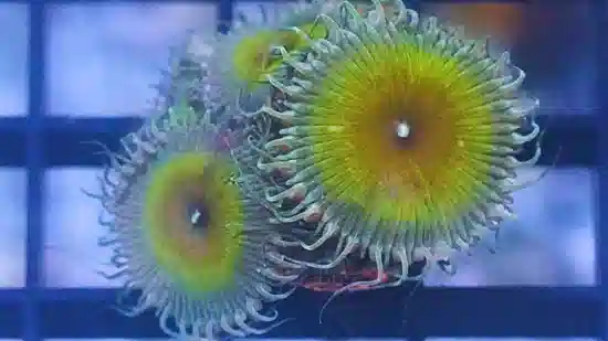 Zoanthid : Captian Jerk - Aquacultured - Save 23%